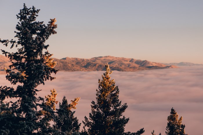 Trees above fog with mountains in the background