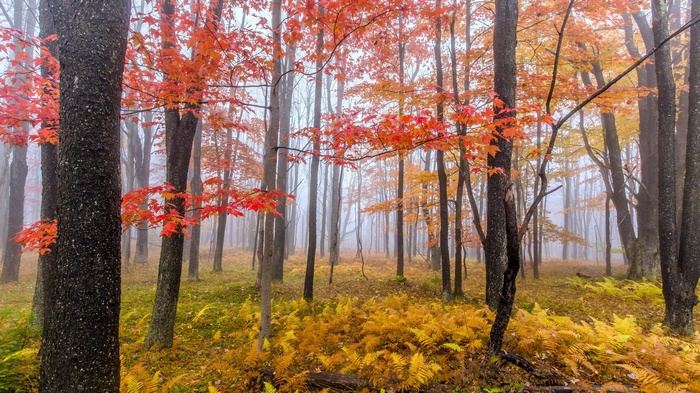 Autumn forest with red and orange leaves and ferns