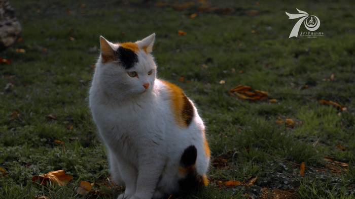 Calico cat sitting on grass with fallen leaves