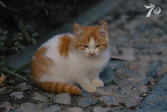 Orange and white cat sitting on cobblestones