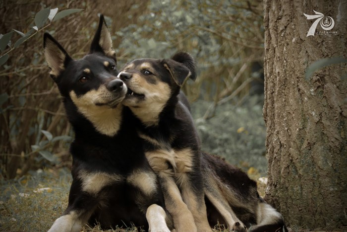 Two dogs in nature