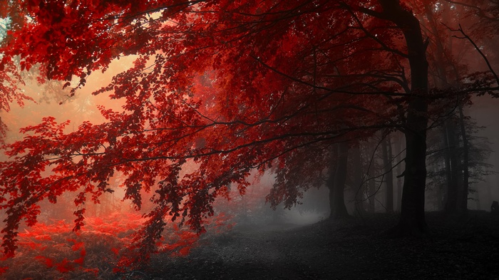 Red leaves on trees in a foggy forest