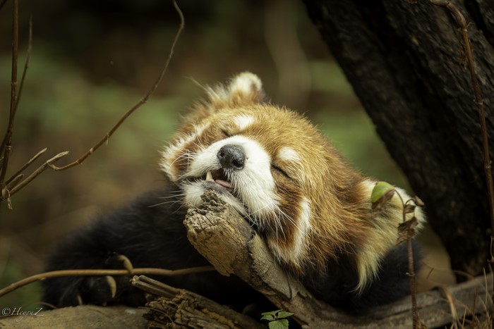 4K Red Panda Sleeping on a Branch