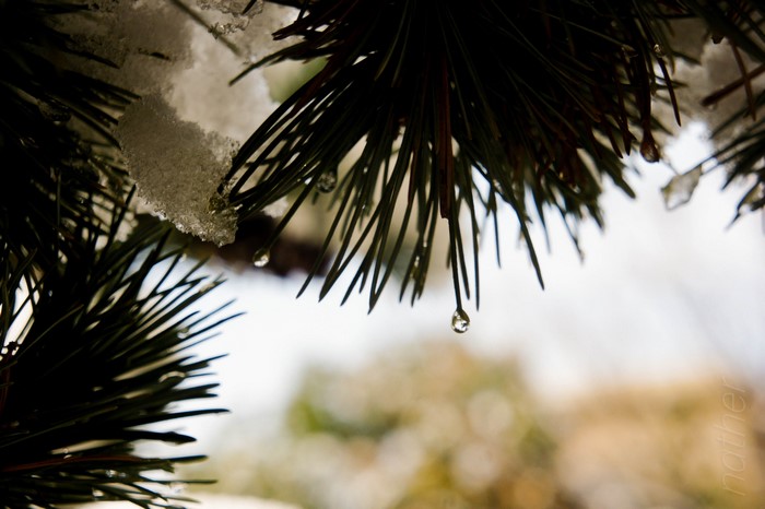 Pine needles with snow and water droplets