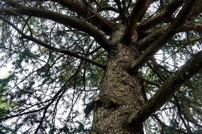 Close-up of a large tree trunk and branches