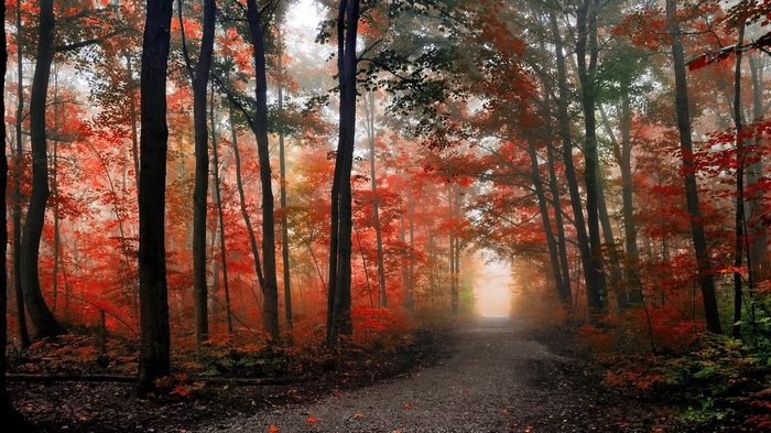 Forest path with autumn foliage and fog