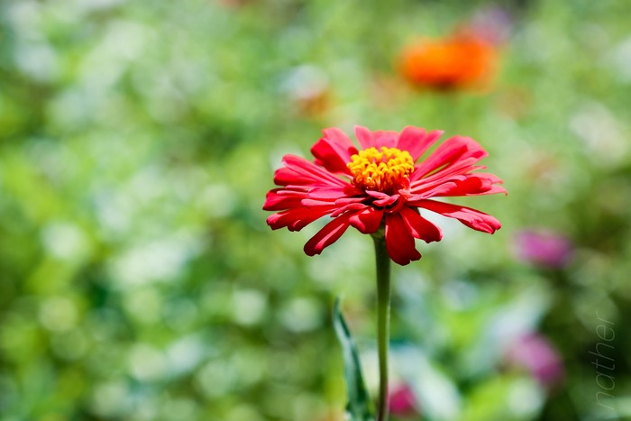 Red Zinnia flower with yellow center