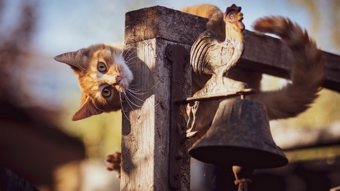 Orange cat hanging on a wooden post with a rooster bell