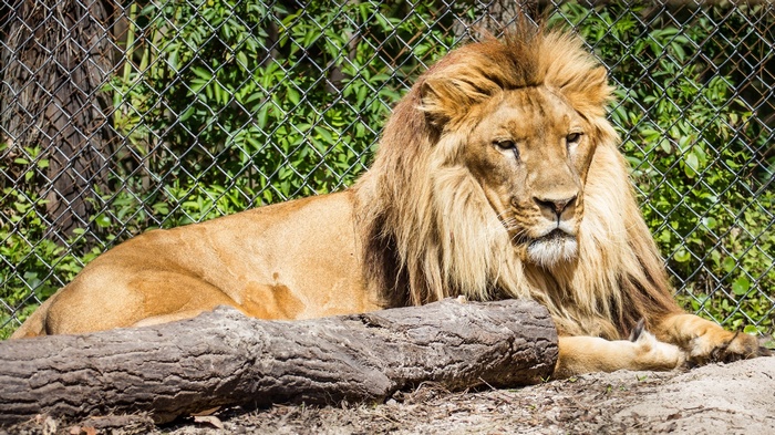 Lion with a mane lying down