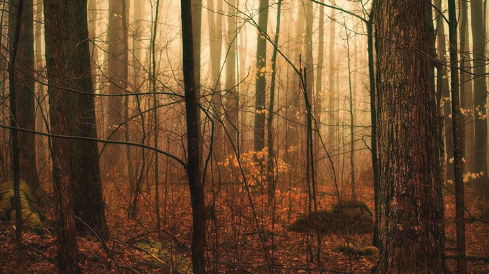 Misty forest with bare trees and fallen leaves