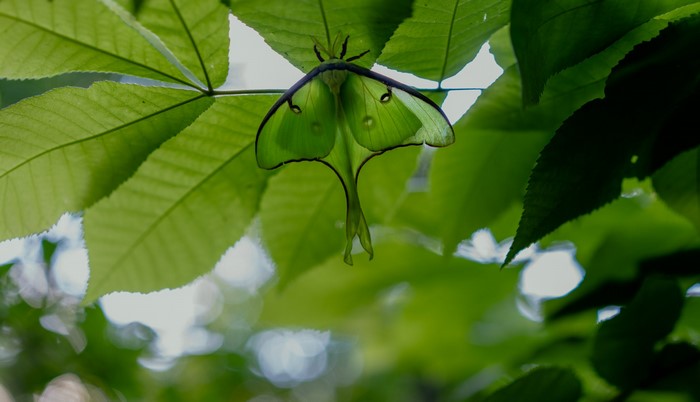 Luna moth on green leaves
