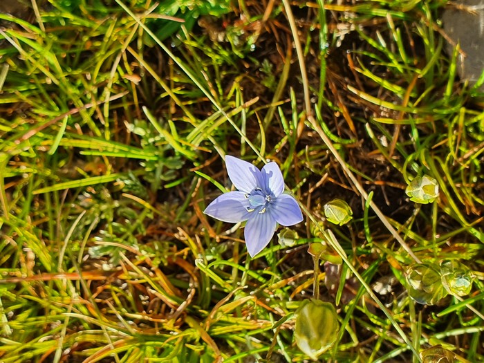 Close-up of a delicate purple flower among green grass