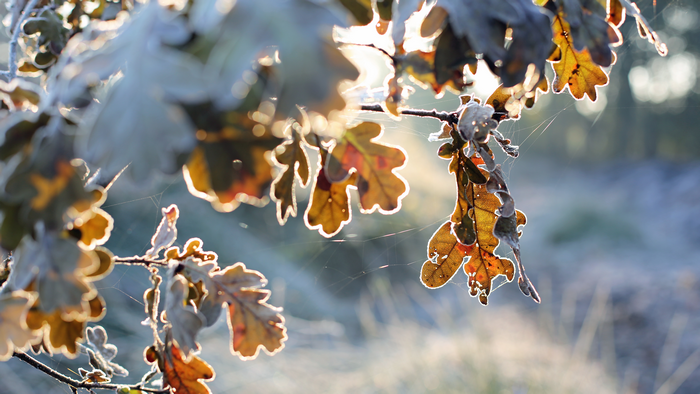 Oak leaves with frost and spiderwebs