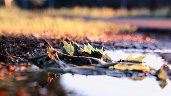 4K leaves in a puddle outdoors