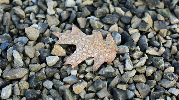 Oak leaf with water drops on stones