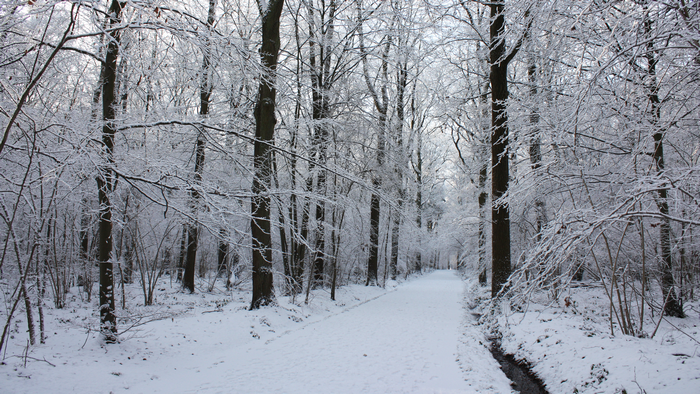 Snowy forest path with trees covered in frost