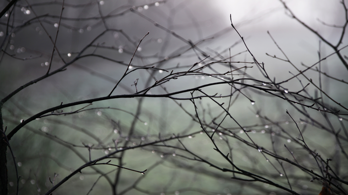 4K nature scene with water drops on twigs