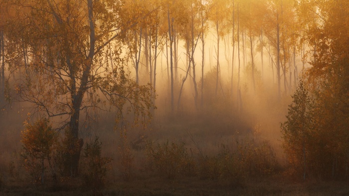 Misty forest with golden light and autumn trees