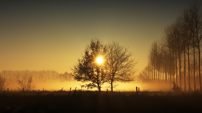 Sun rising through trees in misty field
