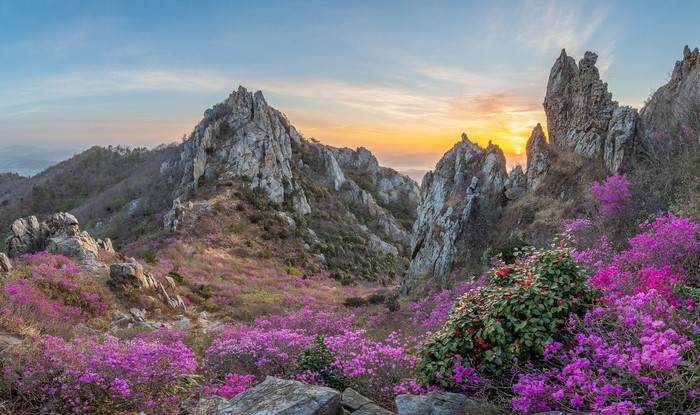 Mountain landscape with pink flowers and sunset