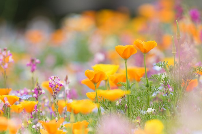 Field of colorful California Poppies and wildflowers
