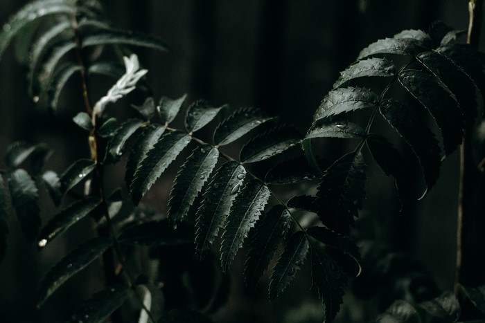 Dark green leaves with water drops