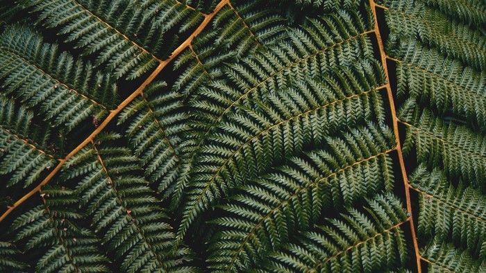 Close-up of green fern leaves with brown stems