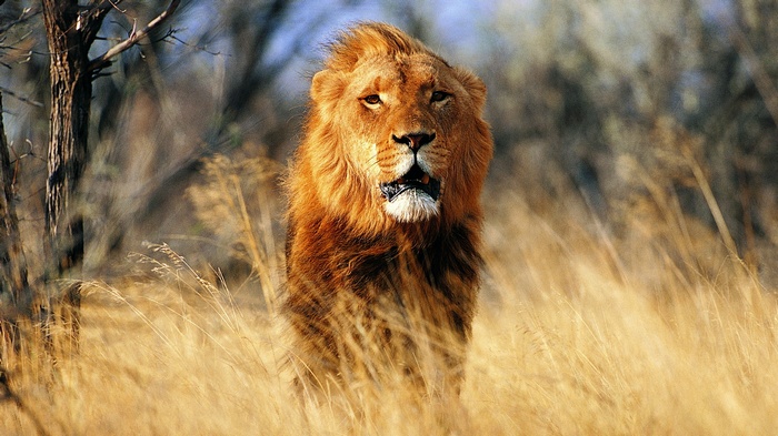 Lion in tall dry grass