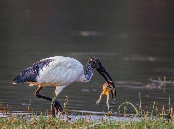 Black-headed Ibis catches a frog in Botswana