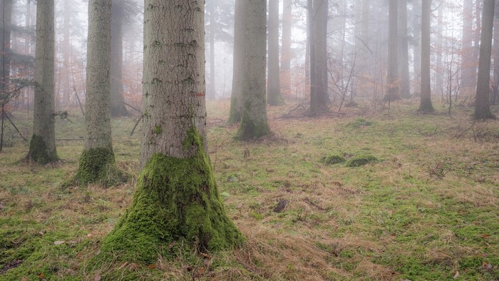 Misty forest with moss-covered trees and green ground