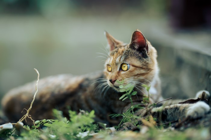 A tabby cat lies in the grass