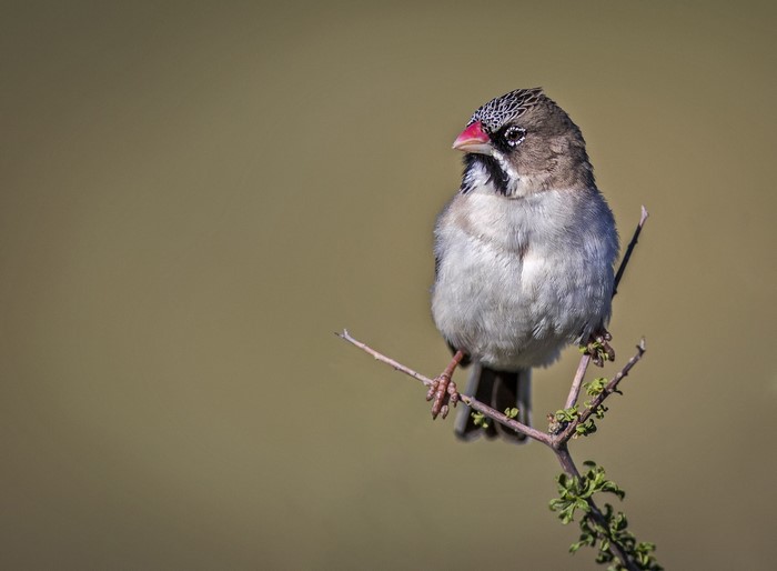 Cut-throat Finch perched on a branch in Botswana