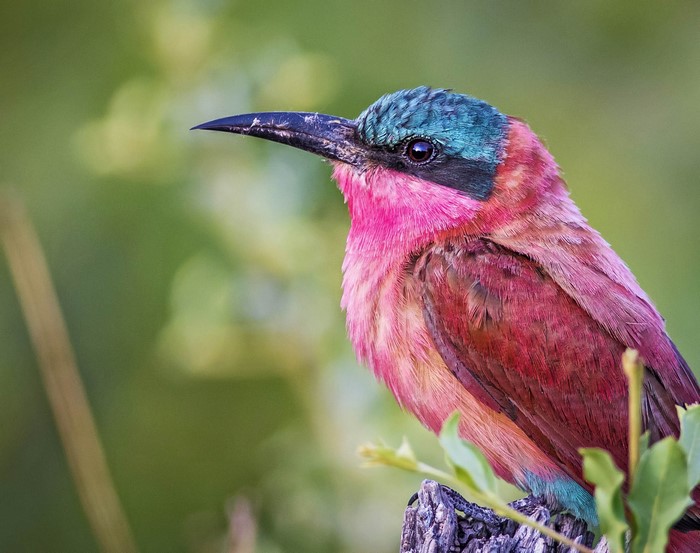 Southern Carmine Bee-eater perched on a branch in Botswana