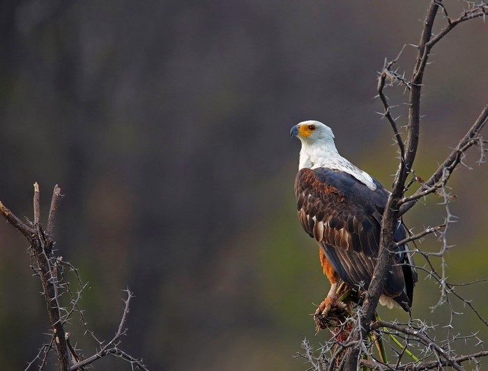 Fish Eagle Perched on Thorny Branch in Botswana