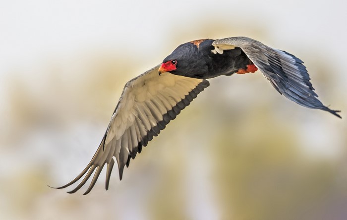 Bateleur eagle in flight over blurred background