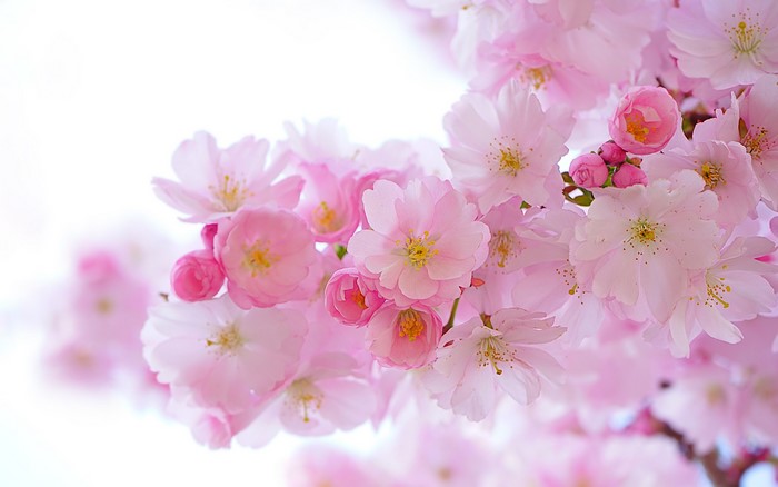Pink cherry blossoms in bloom