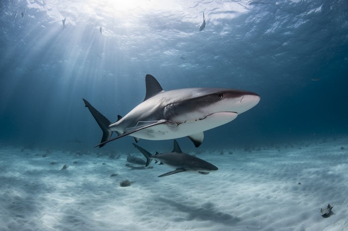4K underwater shot of sharks swimming near sandy seabed