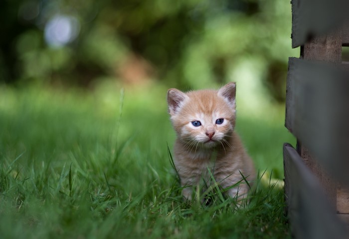 Orange kitten with blue eyes sitting in grass