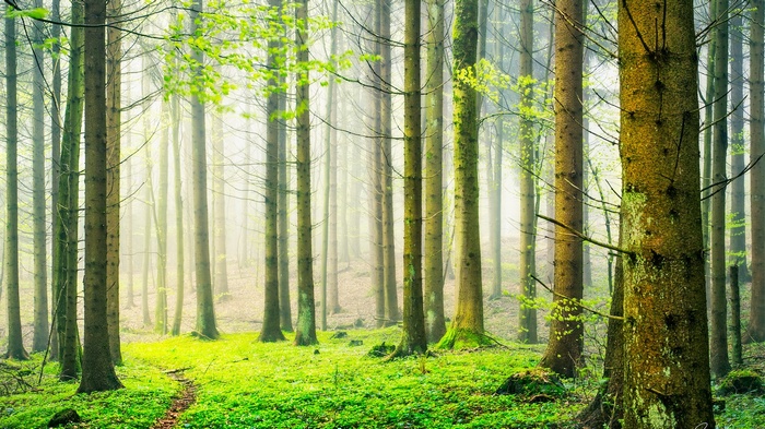 A path through a misty forest with green foliage