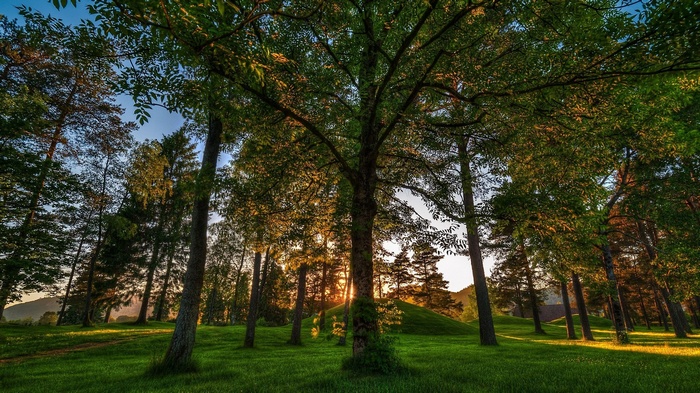 Sunlight filtering through trees in a grassy forest clearing