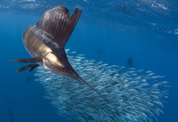Sailfish hunting a school of fish underwater