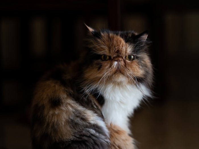 A calico Persian cat with a flat face
