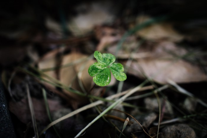 A single green shamrock plant on the ground