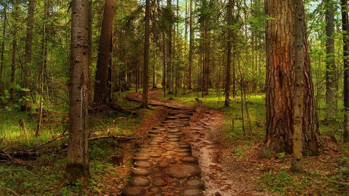 A forest path made of logs