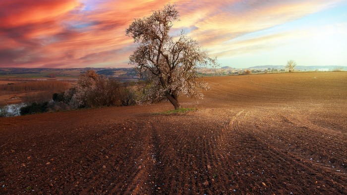 Tree in a plowed field at sunset