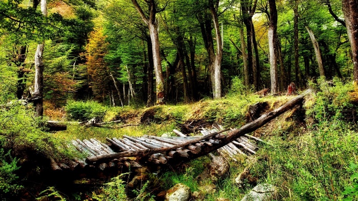 Wooden bridge in a dense forest