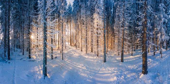 Sunlight filtering through a snow-covered forest in winter
