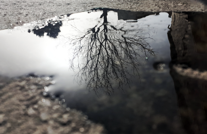 Reflection of a bare tree in a puddle