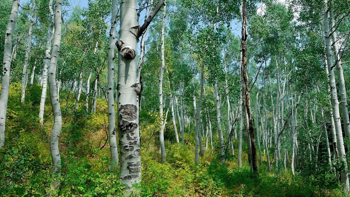 Aspen forest with green foliage and blue sky