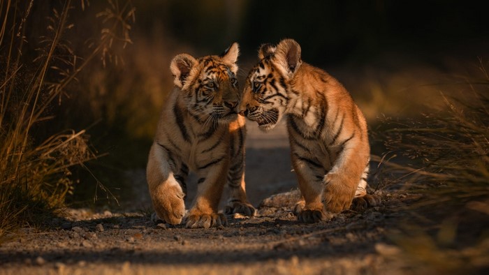 Two tiger cubs interacting in a natural setting